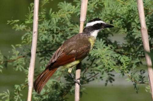 Great Kiskadee