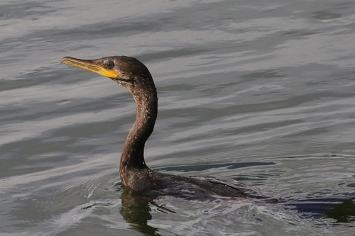 Neotropic Cormorant