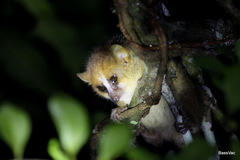 Microcebus lehilahytsara