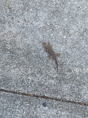 Sceloporus occidentalis