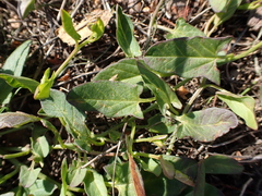 Convolvulus arvensis, photograph author not stated, no rights reserved