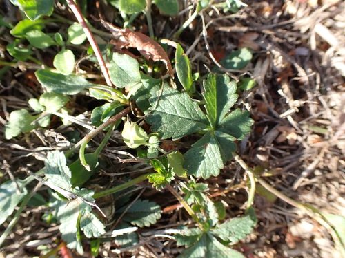 Potentilla reptans, photograph 6