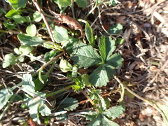 Potentilla reptans, photograph author not stated, no rights reserved
