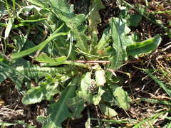 author not stated, no rights reserved Hypochaeris radicata, photograph author not stated, no rights reserved