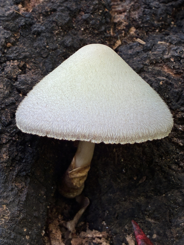 Silky Rosegill