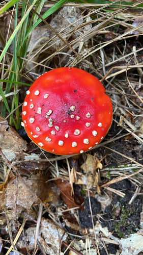 Fly Agaric