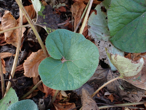 Petasites pyrenaicus, photograph 1