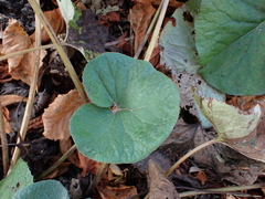 Petasites pyrenaicus, photograph author not stated, no rights reserved