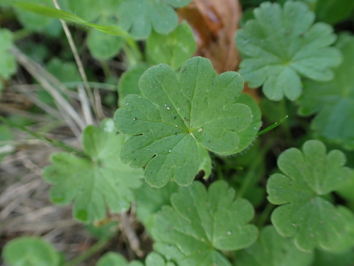 Geranium molle