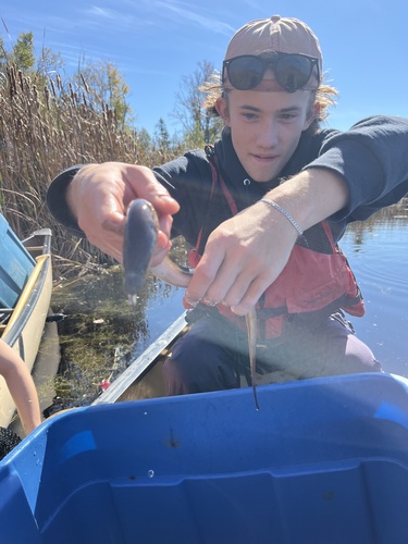 American Eel