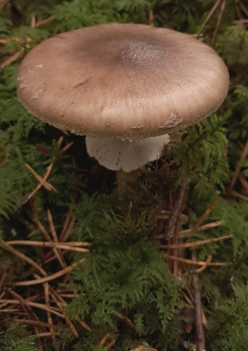 Grey-veiled Amanita