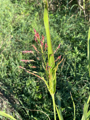 Sorghum halepense, photograph author not stated, no rights reserved