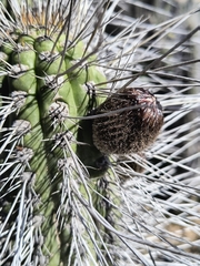 Eulychnia acida