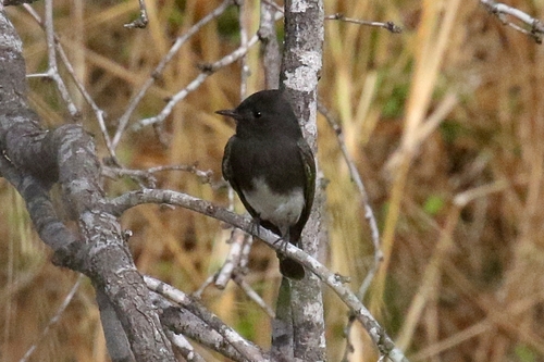 Black Phoebe