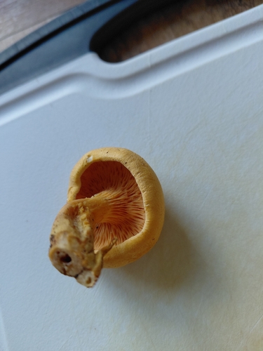 False Chanterelle