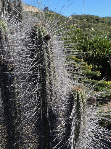 Eulychnia acida, photograph 2