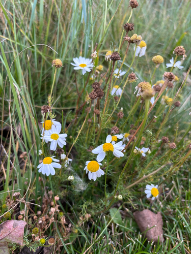 Tripleurospermum inodorum, photograph 5