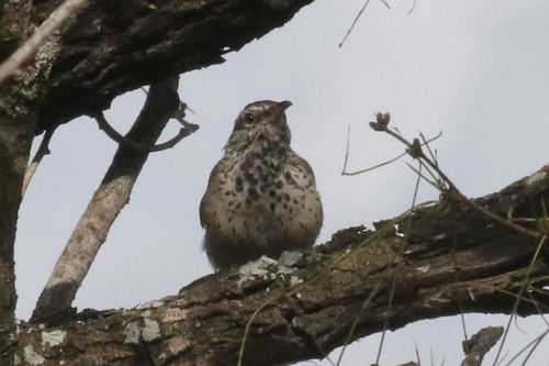 Cactus Wren