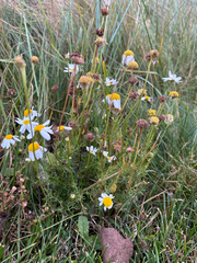 Tripleurospermum inodorum, photograph (c) snowglobin, some rights reserved (CC BY)