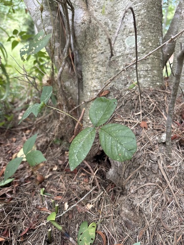 eastern poison ivy