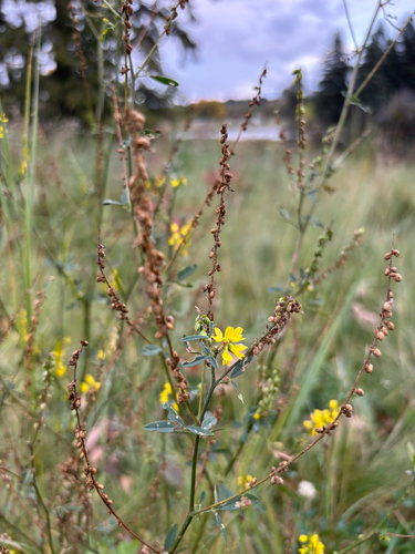 Melilotus officinalis, photograph 4