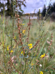 Melilotus officinalis, photograph (c) snowglobin, some rights reserved (CC BY)