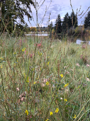 Melilotus officinalis, photograph (c) snowglobin, some rights reserved (CC BY)