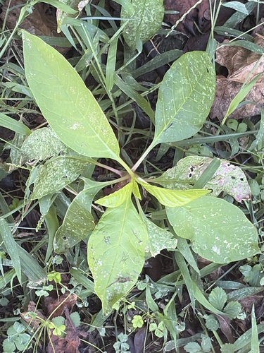 American pokeweed