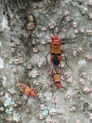 African Cotton Stainer