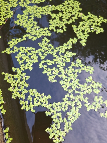 greater duckweed