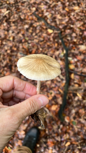 rooting shank