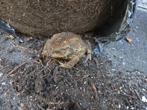 European Toad