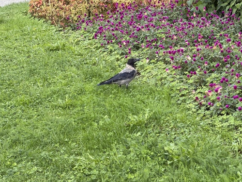 Hooded Crow