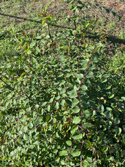 Paliurus spina-christi, photograph author not stated, no rights reserved