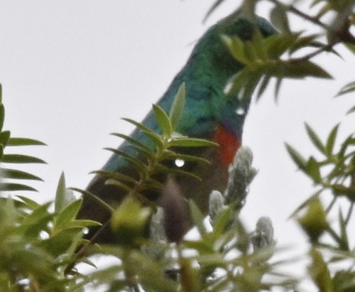 iNaturalist image