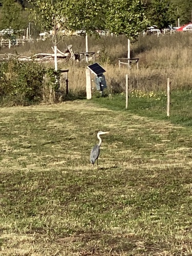 Grey Heron