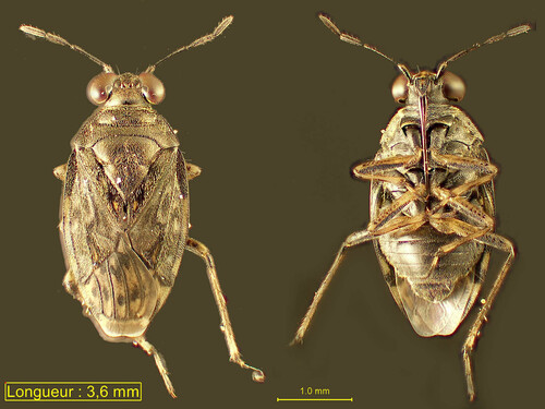 Saldula observed 2026-09-23