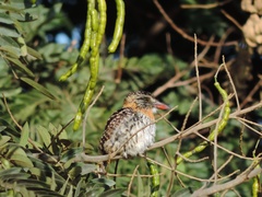 Nystalus maculatus striatipectus