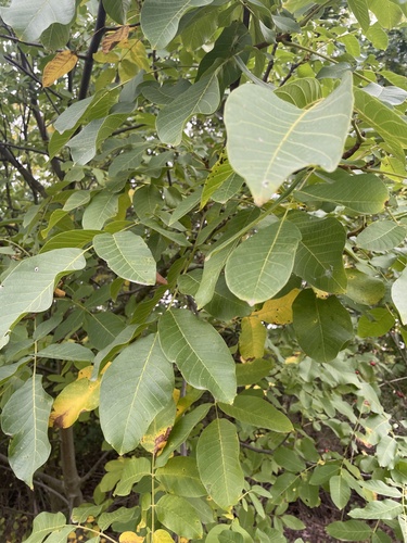 Persian walnut
