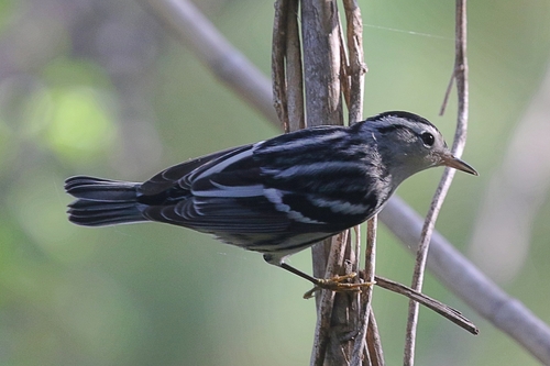 Black-and-white Warbler