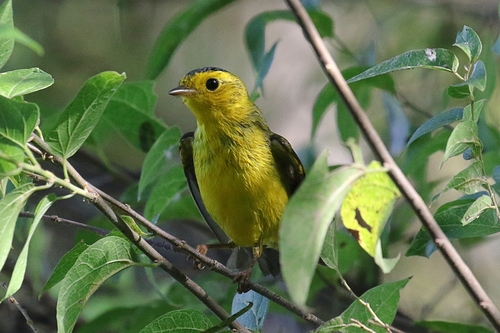 Wilson's Warbler