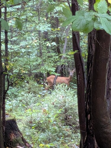 Western Roe Deer