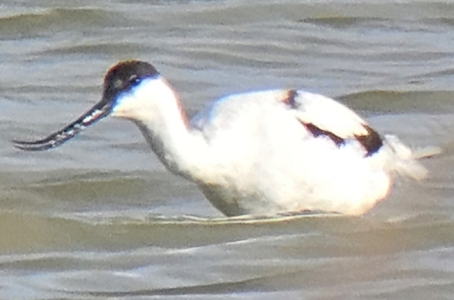 Pied Avocet