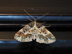 Bertula bidentata