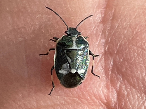 Cabbage Bug
