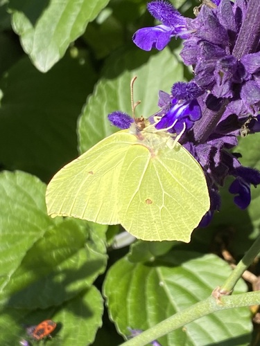 Common Brimstone