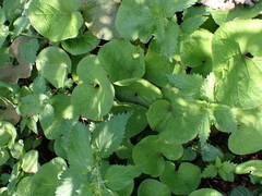 Petasites pyrenaicus