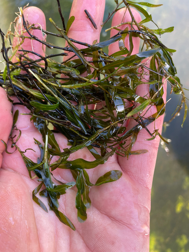 Curly-leaf Pondweed