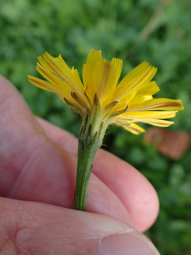 Scorzoneroides autumnalis, photograph 3