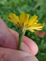 Scorzoneroides autumnalis, photograph author not stated, no rights reserved